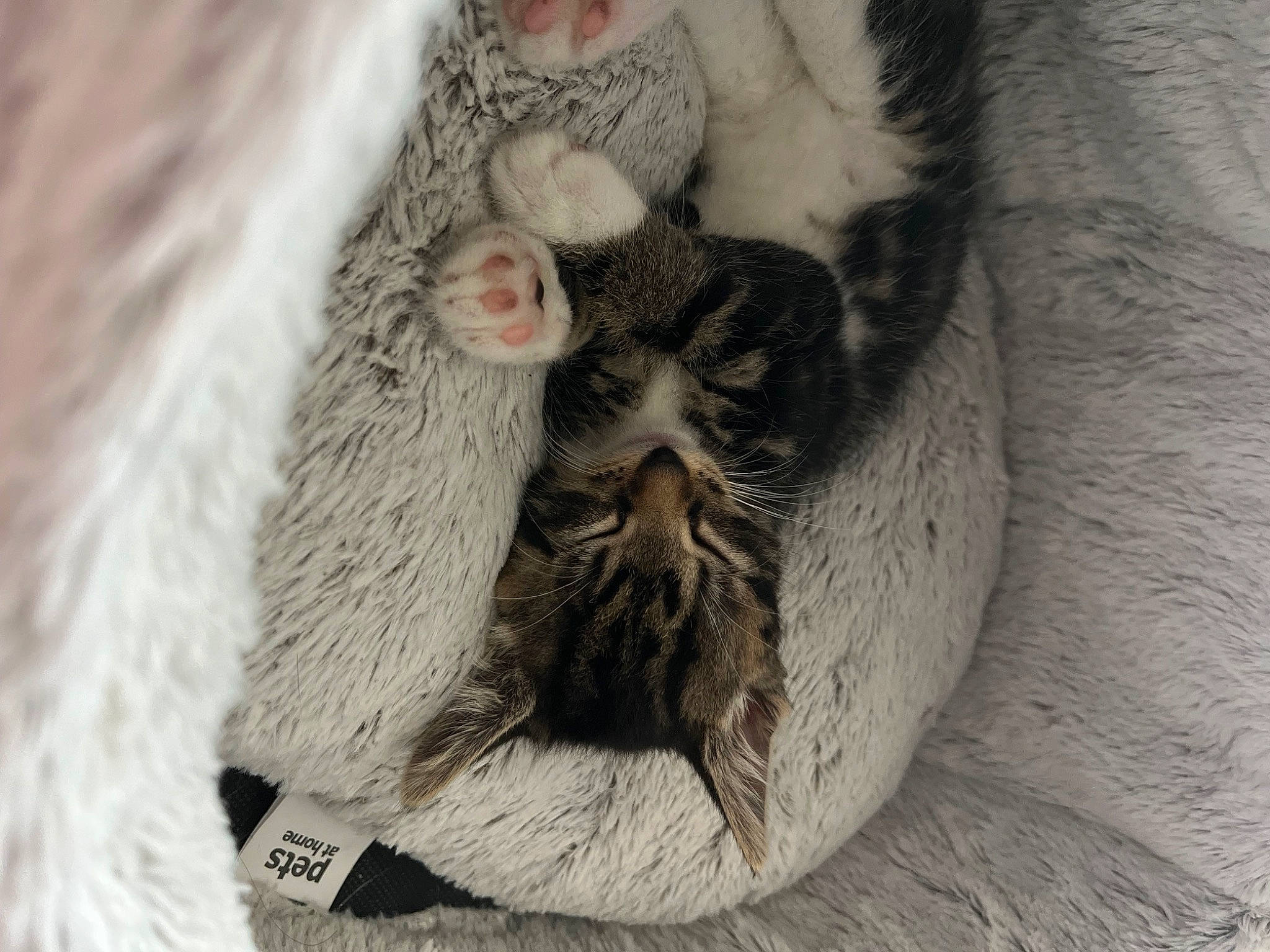 Shelly is registered to the contest to win money with this photo: carnivore, cat, cat_bed, claw, close_up, comfort, domestic_short_haired_cat, felidae, fur, grey, paw, small_to_medium_sized_cats, snout, tail, whiskers, wood, wool, wrinkle