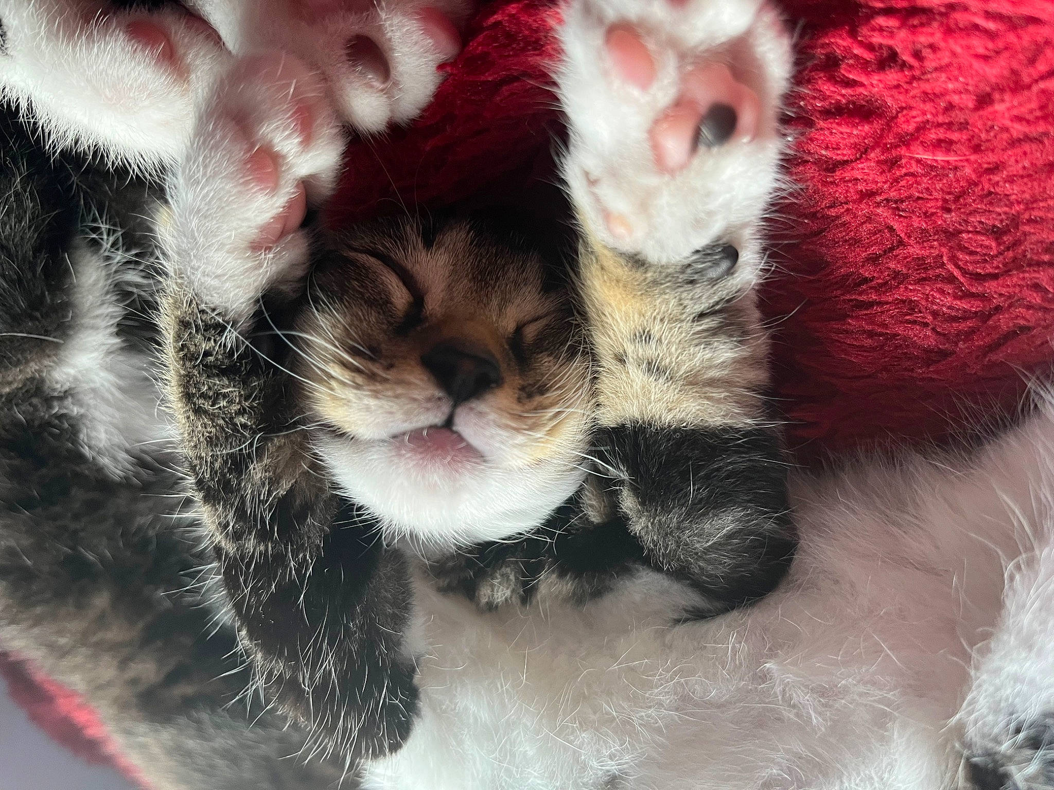 Shelly is registered to the contest to win money with this photo: carnivore, cat, cat_toy, claw, close_up, comfort, domestic_short_haired_cat, fawn, felidae, foot, fur, gesture, paw, photo_caption, small_to_medium_sized_cats, snout, tail, terrestrial_animal, toe, whiskers