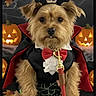 dog, costume, vampire, cape, bat_ears, pumpkin, jack_o_lantern, halloween, leash, red_bow, fur, cute, pet, spooky, decorations, fall_leaves, black_background, portrait, holiday, indoors
