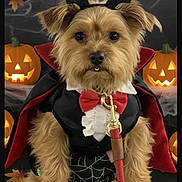 Scruffy is registered to the contest to win money with this photo: dog, pet, costume, vampire, cape, bat_ears, halloween, jack_o_lantern, pumpkin, leash, fur, cute, spooky, decorations, holiday, portrait, indoors, animal, festive, small_dog