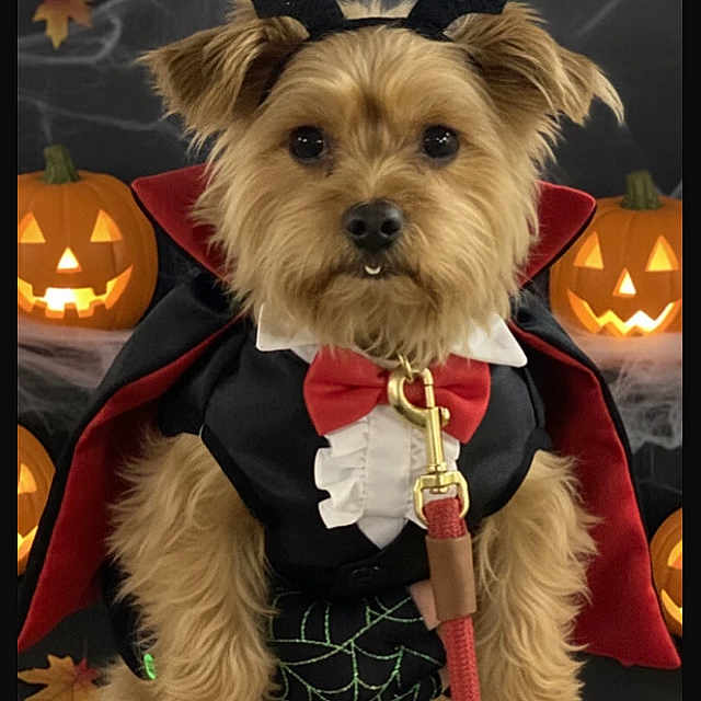 Scruffy is registered to the contest to win money with this photo: dog, pet, costume, vampire, cape, bat_ears, halloween, jack_o_lantern, pumpkin, leash, fur, cute, spooky, decorations, holiday, portrait, indoors, animal, festive, small_dog