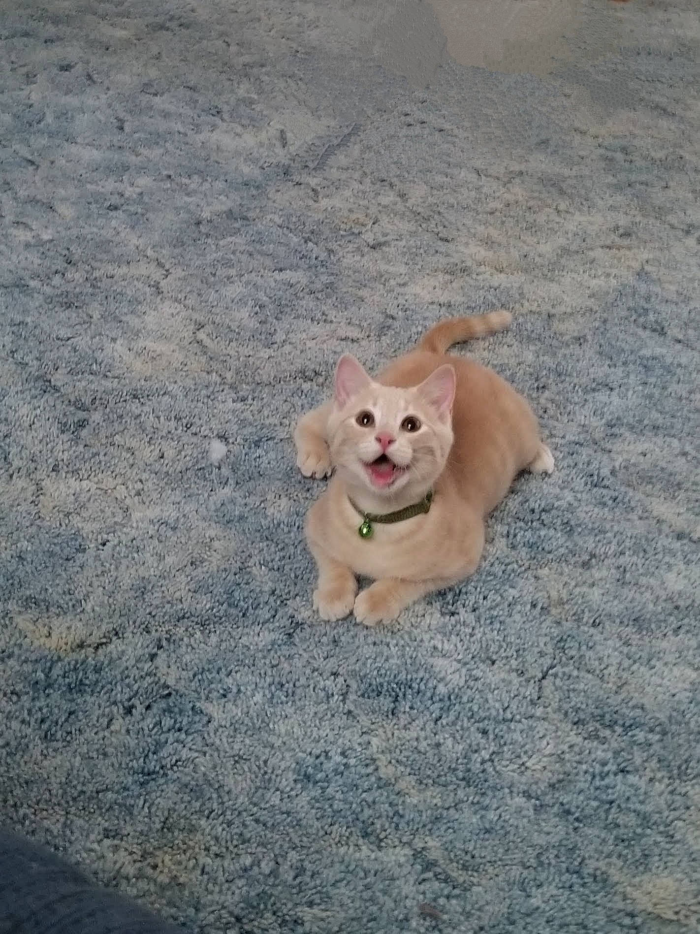 Elmer is registered to the contest to win money with this photo: asphalt, canidae, carnivore, companion_dog, dog, dog_breed, dog_clothes, fawn, grass, paw, road_surface, shadow, snout, soil, sporting_group, street_dog, tail, toy_dog, wood, working_animal