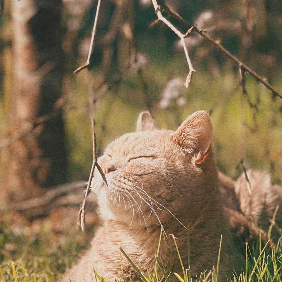 Simba
