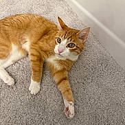 Penelope joined the competition — help win amazing prizes! cat, orange_tabby, bath_mat, bathroom, pet, feline, whiskers, paws, fur, green_eyes, indoor, portrait, lying_down, relaxed, close_up, towel, white_paws, pink_nose, tabby_stripes, looking_up