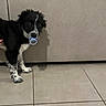Ugo participe au concours pour gagner de l'argent avec cette photo : puppy, dog, black_and_white, pacifier, indoor, tile_floor, curious, young_dog, pet, animal, cute, small, fur, standing, looking, domestic, companion, adorable, muzzle, ears