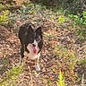 dog, black_and_white, tongue_out, forest, trail, sunlight, greenery, plants, outdoor, nature, walking, animal, canine, daylight, leaves, path, happy, pet, summer, woods