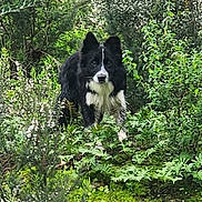 Ugo a rejoint le concours — aidez-le/la à gagner de superbes lots ! dog, border_collie, black_and_white, forest, greenery, plants, moss, nature, outdoor, animal, canine, wildlife, alert, standing, fur, leaves, bushes, daylight, woods, explorer