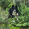 dog, border_collie, black_and_white, forest, greenery, plants, moss, nature, outdoor, animal, canine, wildlife, alert, standing, fur, leaves, bushes, daylight, woods, explorer