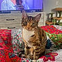 animal, bedroom, cat, cat_tree, colorful, cozy, curious, domestic, floral_pattern, furniture, green_eyes, home, indoor, pet, portrait, quilt, remote_control, sitting, tabby_cat, tv_screen