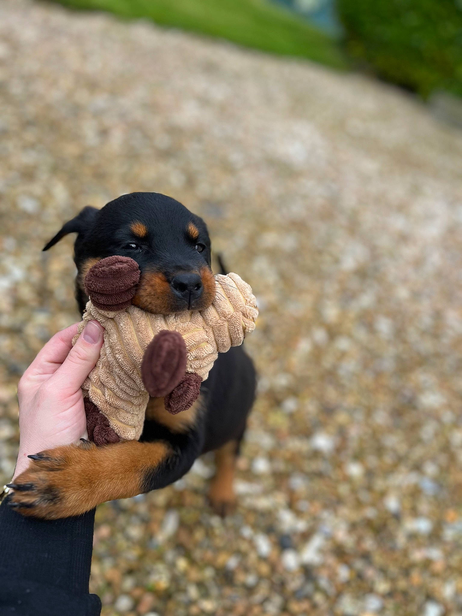 Vasko participe au concours pour gagner de l'argent avec cette photo : beak, dog_breed, fawn, flightless_bird, gesture, grass, hand, landscape, livestock, nail, plant, rock, sitting, soil, terrestrial_animal, thumb, toy, wildlife, wood, working_animal