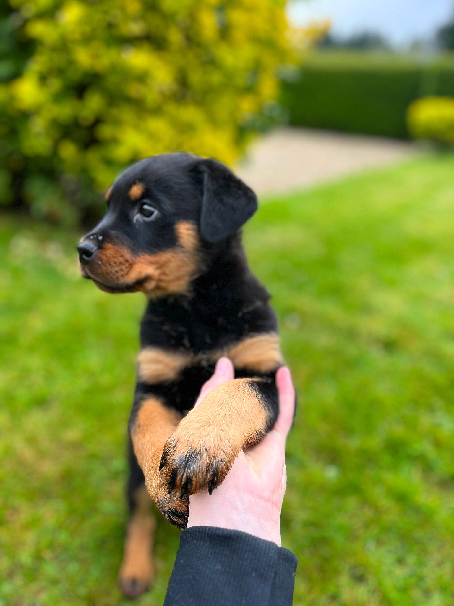 Vasko a rejoint le concours — aidez-le/la à gagner de superbes lots ! canidae, carnivore, companion_dog, dog, dog_breed, fawn, grass, guard_dog, hound, hunting_dog, plant, rottweiler, sporting_group, terrestrial_animal, tree, working_dog, yellow