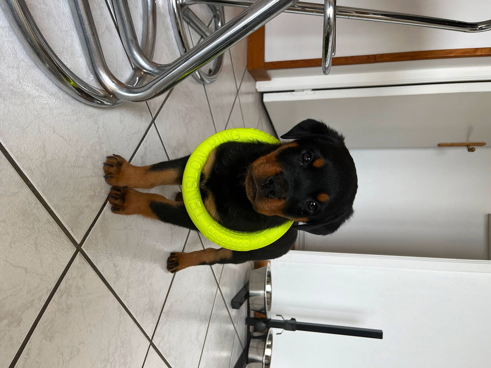 Vasko a rejoint le concours — aidez-le/la à gagner de superbes lots ! adventure, blue_collar_worker, cleanliness, composite_material, dog, electrical_supply, electrical_wiring, engineering, flooring, gas, machine, public_utility, safety_glove, wire