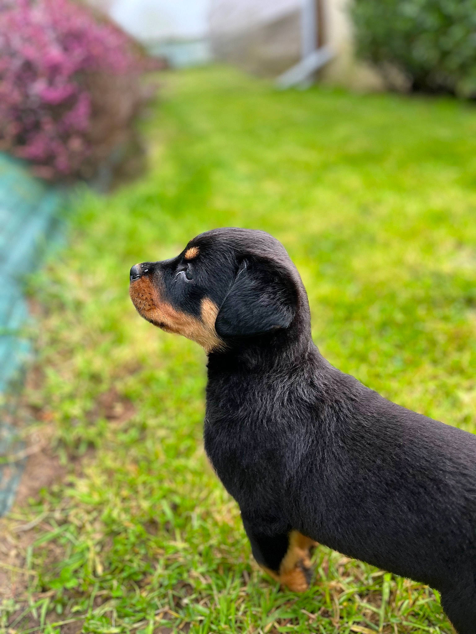 Vasko a rejoint le concours — aidez-le/la à gagner de superbes lots ! carnivore, companion_dog, dog, dog_breed, fur, grass, groundcover, guard_dog, hound, hunting_dog, lithuanian_hound, montenegrin_mountain_hound, plant, tail, terrestrial_animal, toy_dog, whiskers, working_animal, working_dog