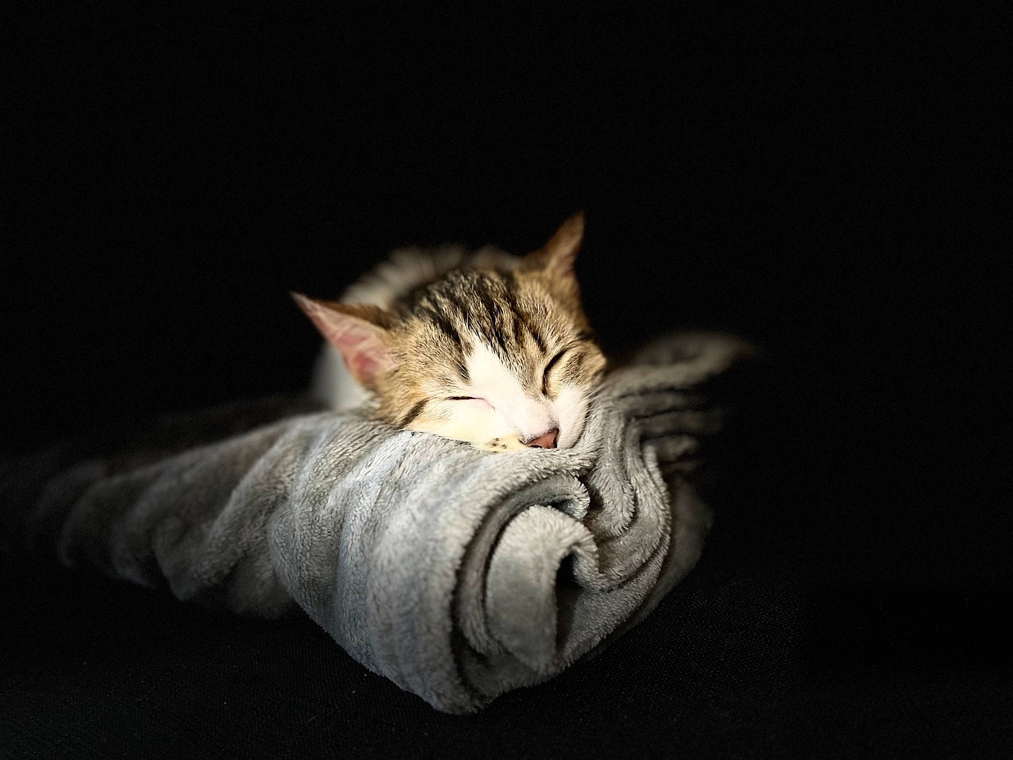 Kyra participe au concours pour gagner de l'argent avec cette photo : carnivore, cat, claw, comfort, darkness, domestic_short_haired_cat, eye, felidae, fur, macro_photography, nap, paw, sleep, small_to_medium_sized_cats, snout, still_life_photography, tail, terrestrial_animal, whiskers, wildlife