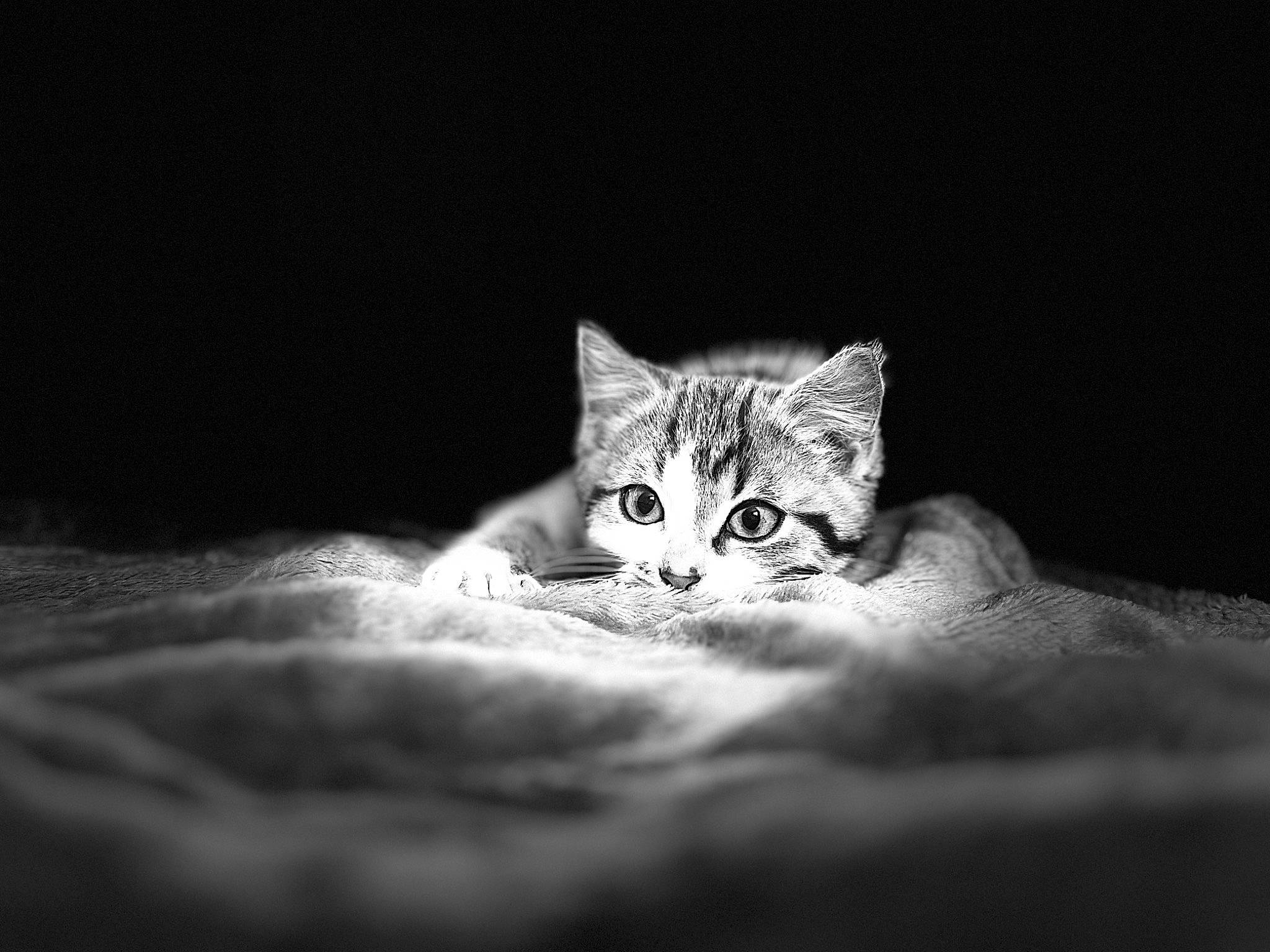 Kyra participe au concours pour gagner de l'argent avec cette photo : carnivore, cat, comfort, darkness, domestic_short_haired_cat, felidae, flash_photography, fur, grey, macro_photography, monochrome, monochrome_photography, paw, small_to_medium_sized_cats, snout, still_life_photography, terrestrial_animal, whiskers, wildlife, wood