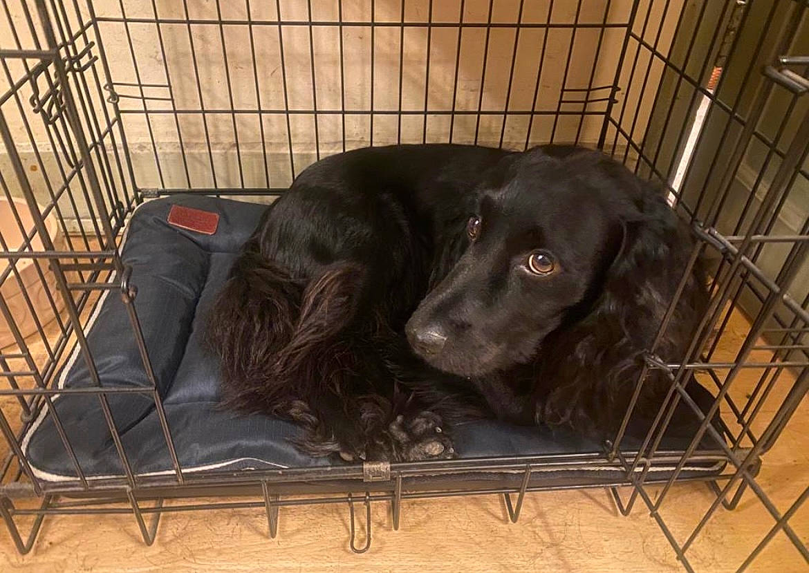 Cosmo is registered to the contest to win money with this photo: animal_shelter, borador, cage, carnivore, companion_dog, dog, dog_breed, dog_crate, dog_supply, fur, guard_dog, gun_dog, kennel, labrador_retriever, liver, pet_supply, retriever, spaniel, sporting_group, working_animal