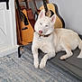 dog, husky, white_dog, pet_bed, guitars, acoustic_guitar, musical_instruments, indoor, carpet, floor, collar, tag, relaxed, furniture, home, wall, wood, string_instrument, animal, resting