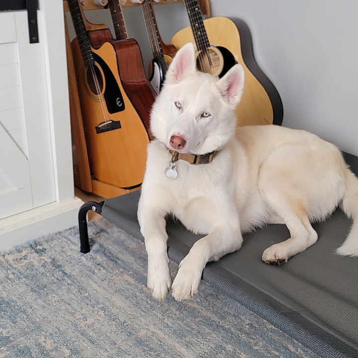 Koda joined the competition — help win amazing prizes! acoustic_guitar, animal, carpet, collar, dog, floor, furniture, guitars, home, husky, indoor, musical_instruments, pet_bed, relaxed, resting, string_instrument, tag, wall, white_dog, wood