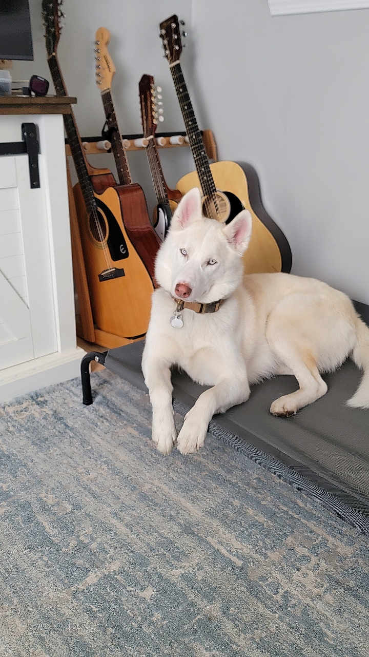 Koda joined the competition — help win amazing prizes! dog, husky, white_dog, pet_bed, guitars, acoustic_guitar, musical_instruments, indoor, carpet, floor, collar, tag, relaxed, furniture, home, wall, wood, string_instrument, animal, resting