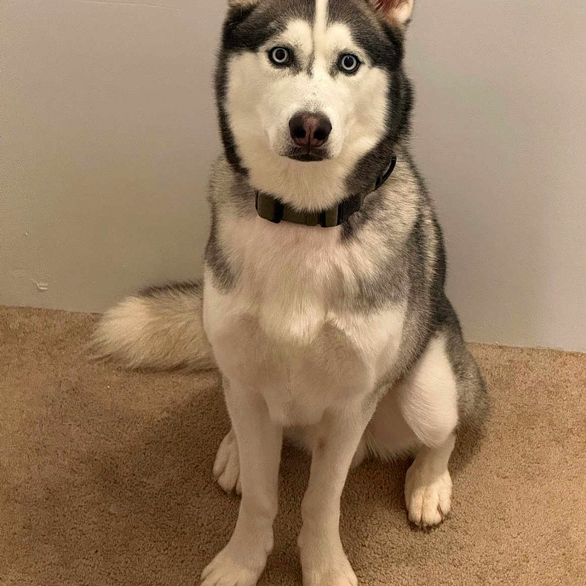 Joel joined the competition — help win amazing prizes! dog, siberian_husky, pet, animal, indoor, carpet, blue_eyes, sitting, fur, collar, canine, portrait, looking, ears, tail, white, grey, black, domestic_animal, house
