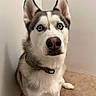 Joel is registered to the contest to win money with this photo: dog, husky, blue_eyes, pet, animal, sitting, indoor, fur, collar, carpet, wall, canine, portrait, looking_up, ears, cute, domestic_animal, mammal, house_pet, alert