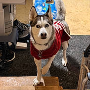 Joel is registered to the contest to win money with this photo: husky, dog, pet, red_sweater, stairs, indoor, wooden_floor, paw, pepsi, water_bottles, black_mat, household_items, collar, tag, animal, canine, looking_at_camera, fur, ears, tail