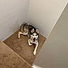 Joel is registered to the contest to win money with this photo: dog, siberian_husky, carpet, stairs, indoor, pet, animal, happy, lying_down, corner, wall, home, canine, fur, ears, tongue, looking_up, smiling, paw, resting