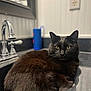 cat, black_cat, pet, sink, bathroom, faucet, countertop, mirror, wall_socket, beadboard, yellow_eyes, whiskers, fur, relaxed, portrait, close_up, indoor, household_item, blue_bottle, domestic