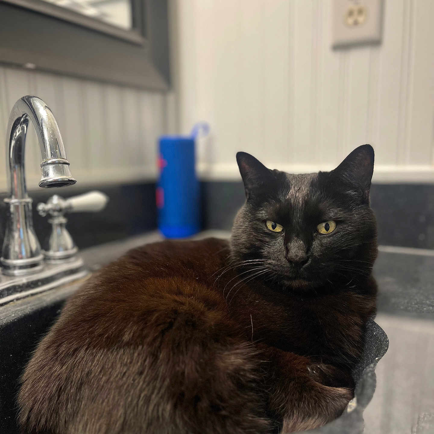 Caper joined the competition — help win amazing prizes! bathroom, beadboard, black_cat, blue_bottle, cat, close_up, countertop, domestic, faucet, fur, household_item, indoor, mirror, pet, portrait, relaxed, sink, wall_socket, whiskers, yellow_eyes