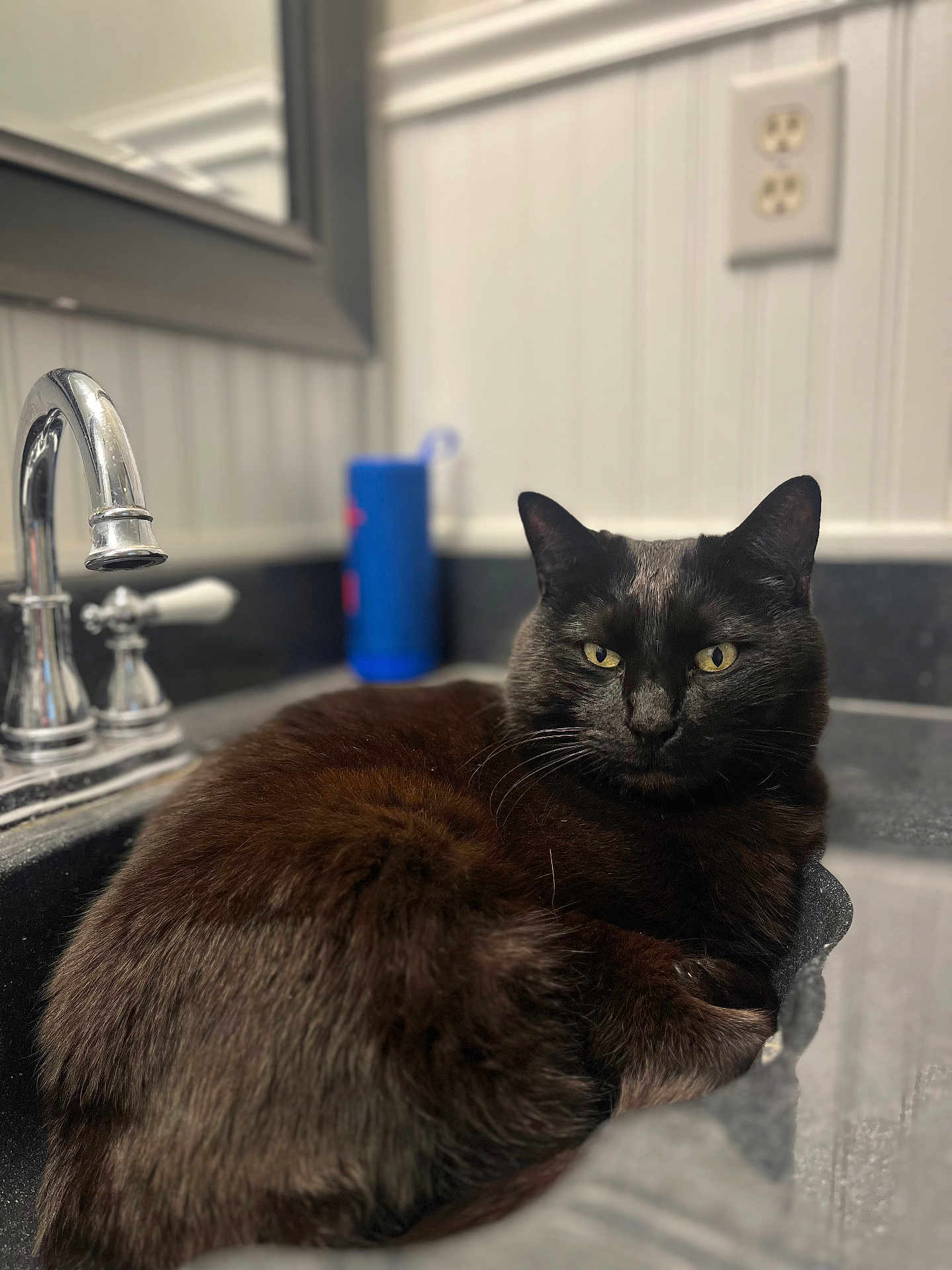 Caper joined the competition — help win amazing prizes! cat, black_cat, pet, sink, bathroom, faucet, countertop, mirror, wall_socket, beadboard, yellow_eyes, whiskers, fur, relaxed, portrait, close_up, indoor, household_item, blue_bottle, domestic