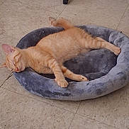 Vesper is registered to the contest to win money with this photo: cat, orange_tabby, sleeping, pet, animal, feline, striped_fur, closed_eyes, relaxed, nap, pet_bed, plush_bed, gray_bed, indoor, tiled_floor, home, cozy, lying_down, whiskers, tail