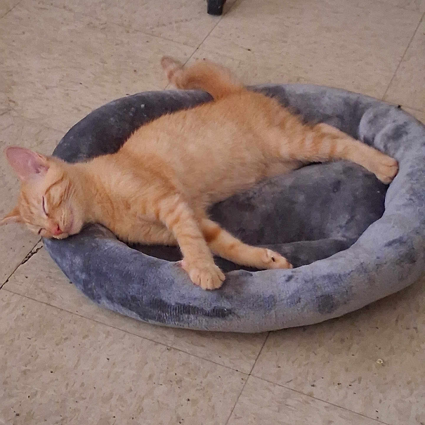 Vesper is registered to the contest to win money with this photo: cat, orange_tabby, sleeping, pet, animal, feline, striped_fur, closed_eyes, relaxed, nap, pet_bed, plush_bed, gray_bed, indoor, tiled_floor, home, cozy, lying_down, whiskers, tail