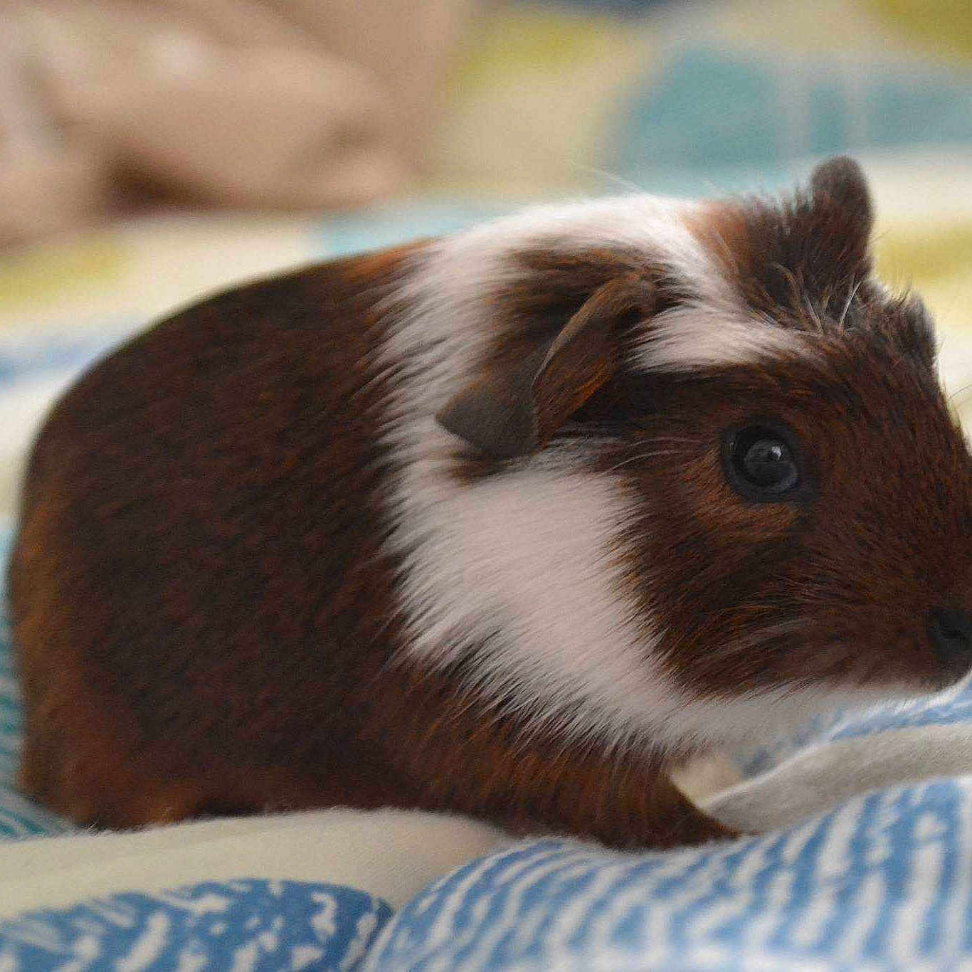Ruben