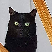 Valentin a rejoint le concours — aidez-le/la à gagner de superbes lots ! black_cat, cat, green_eyes, wooden_frame, pet, animal, feline, curious, indoor, close_up, portrait, whiskers, ears, face, looking, alert, domestic_cat, household, cute, mystery