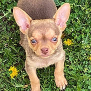 Mouse is registered to the contest to win money with this photo: adorable, alert, animal, brown_fur, closeup, cute, dandelion, dog, ears, fluffy, grass, greenery, nature, outdoor, pet, puppy, small_dog, standing, summer, young_animal