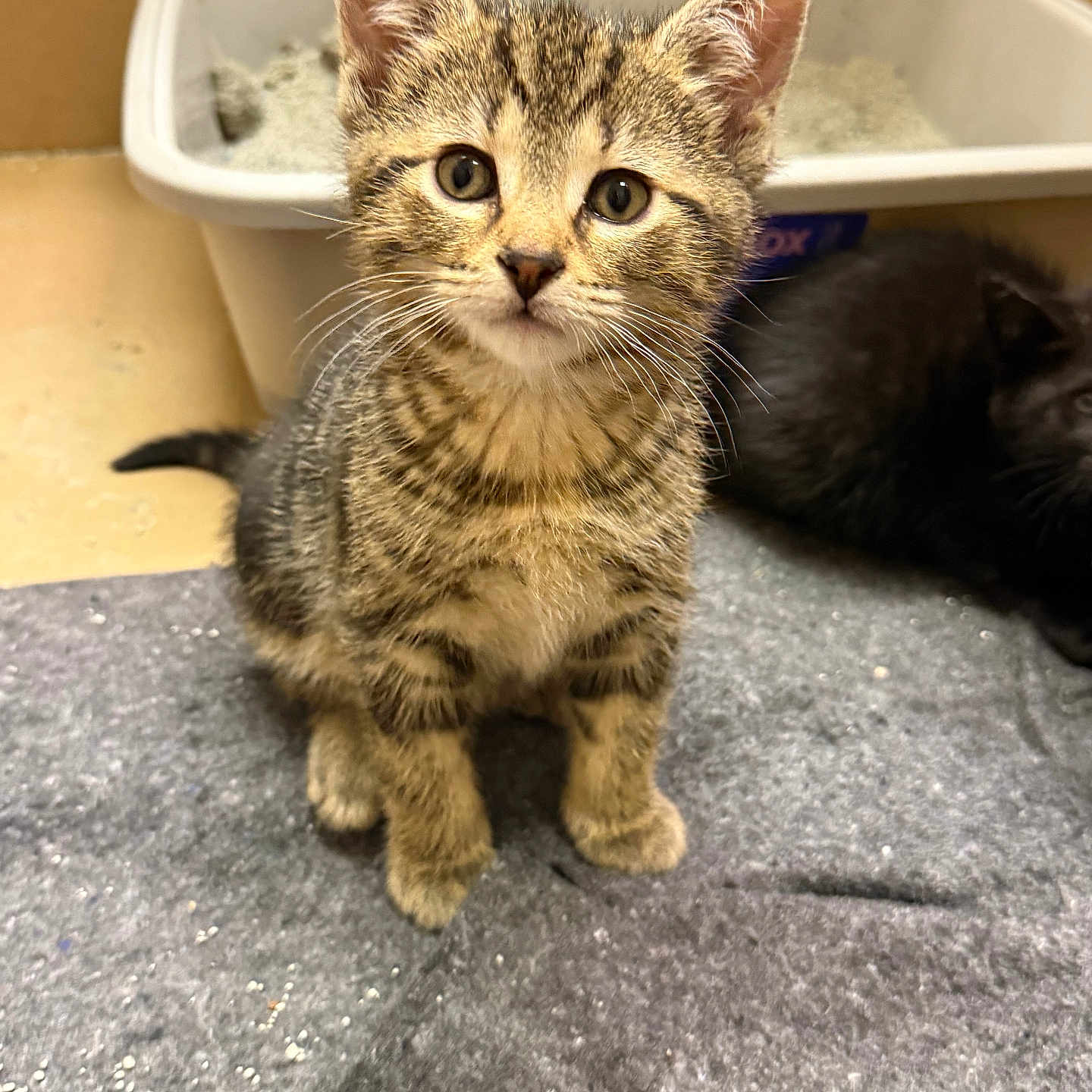 Charlie joined the competition — help win amazing prizes! kitten, cat, tabby, black_cat, animal, pet, sitting, portrait, close_up, whiskers, ears, eyes, fur, striped_fur, litter_box, indoor, shelter, blanket, cute, alert