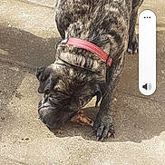 Jenna participe au concours pour gagner de l'argent avec cette photo : dog, brindle, collar, bone, chewing, outdoor, concrete, pavement, pet, animal, canine, fur, shadow, sunlight, daytime, muzzle, paw, snout, closeup, texture