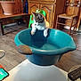 kitten, cat, blue_basin, indoor, wooden_floor, wooden_cabinet, green_chair, frog_toy, table, remote_control, smartphone, plant_pot, chair, wood_paneling, curious, pet, animal, domestic, furniture, floor