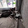 cat, tabby, sleeping, plush_toy, bunny, blanket, window, curtain, flower, natural_light, indoor, resting, cozy, soft, pet, animal, home, quiet, relaxed, corner