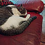 cat, sleeping, red_couch, leather, indoor, blanket, window, fur, tail, relaxing, pet, animal, domestic, cozy, resting, white, gray, striped, soft, quiet