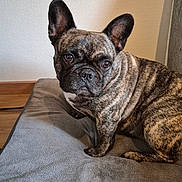Oreo a rejoint le concours — aidez-le/la à gagner de superbes lots ! dog, french_bulldog, brindle, pet, canine, indoor, blanket, ears, fur, portrait, animal, cute, face, looking, expression, texture, wall, resting, companion, domestic