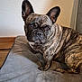 dog, french_bulldog, brindle, pet, canine, indoor, blanket, ears, fur, portrait, animal, cute, face, looking, expression, texture, wall, resting, companion, domestic