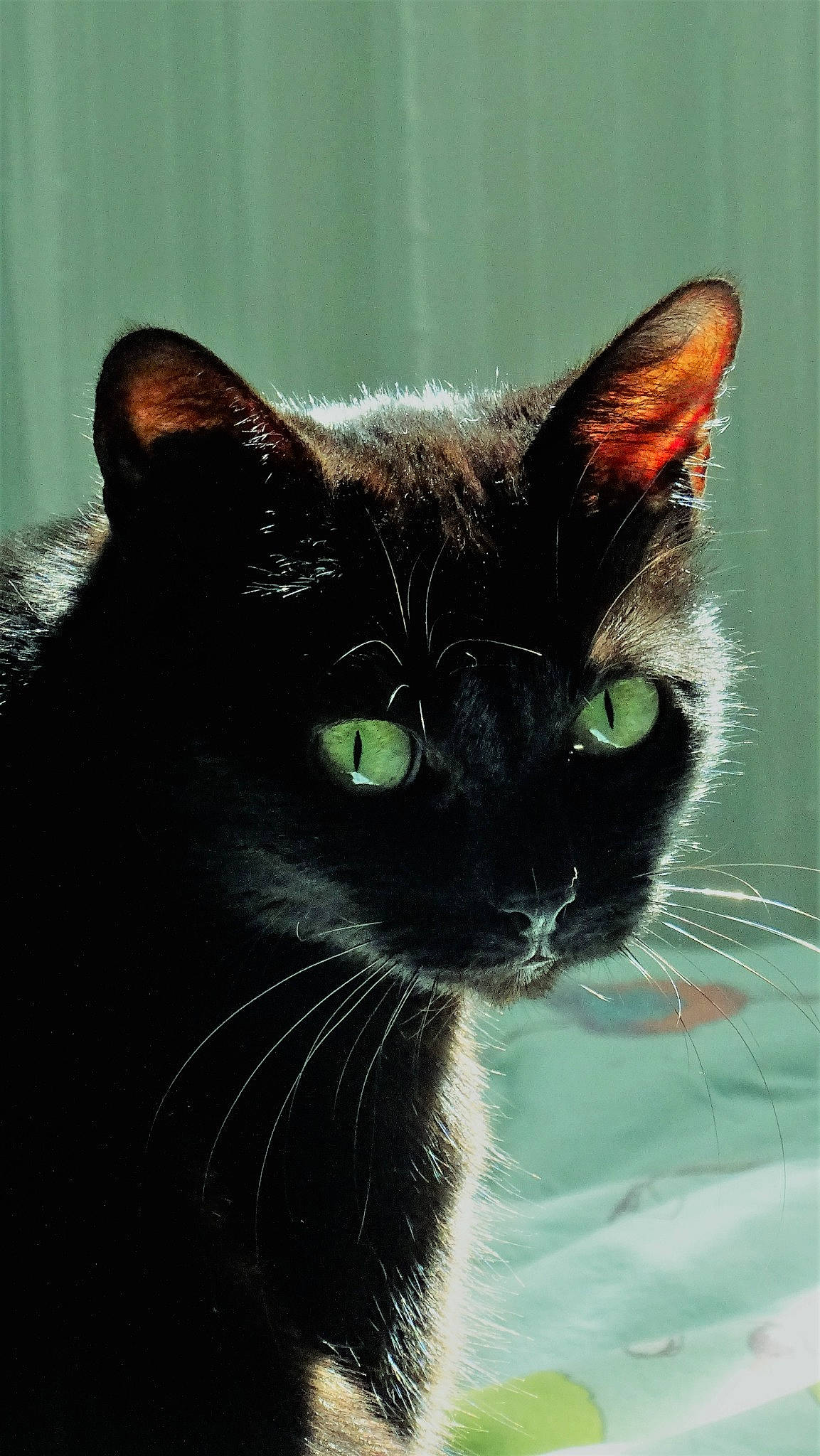 Niña participe au concours pour gagner de l'argent avec cette photo : asian, black, black_cat, bombay, burmese, carnivore, cat, close_up, domestic_short_haired_cat, eye, felidae, german_rex, havana_brown, javanese, mammal, ojos_azules, small_to_medium_sized_cats, snout, vertebrate, whiskers