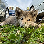 Eria a rejoint le concours — aidez-le/la à gagner de superbes lots ! animal, blue_eye, brown_eye, canine, close_up, cute, daylight, dog, ears, fur, grass, lying_down, nature, outdoor, parked_cars, pet, playful, puppy, snout, young