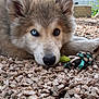 animal, blue_eye, brown_eye, canine, close_up, cute, dog, ears, fur, gravel, heterochromia, lying_down, nature, outdoor, pet, puppy, rope_toy, snout, toy, young_dog