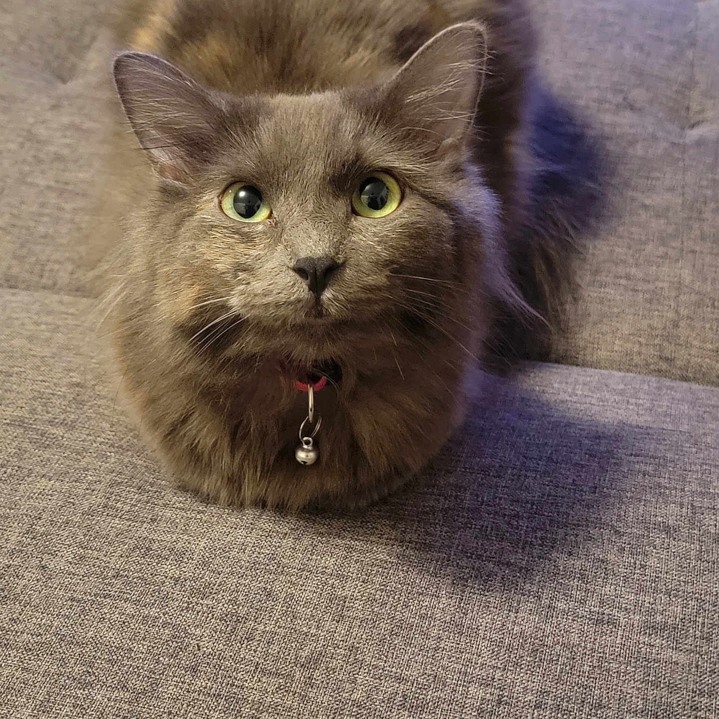 Mila joined the competition — help win amazing prizes! abyssinian, accessories, angora, animal, armchair, bodypart, cat, chair, couch, furniture, hardwood, homedecor, kitten, linen, manx, mouth, person, pet, siamese, wood