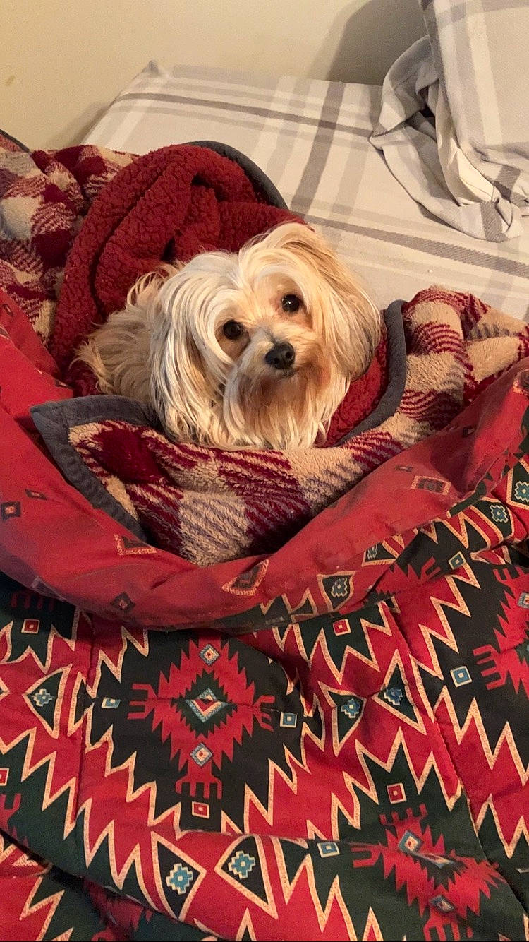 Mitzi is registered to the contest to win money with this photo: art, canidae, carnivore, companion_dog, dog, dog_breed, dog_supply, event, font, fur, linens, liver, pattern, rectangle, small_terrier, sporting_group, terrier, toy, toy_dog, working_animal