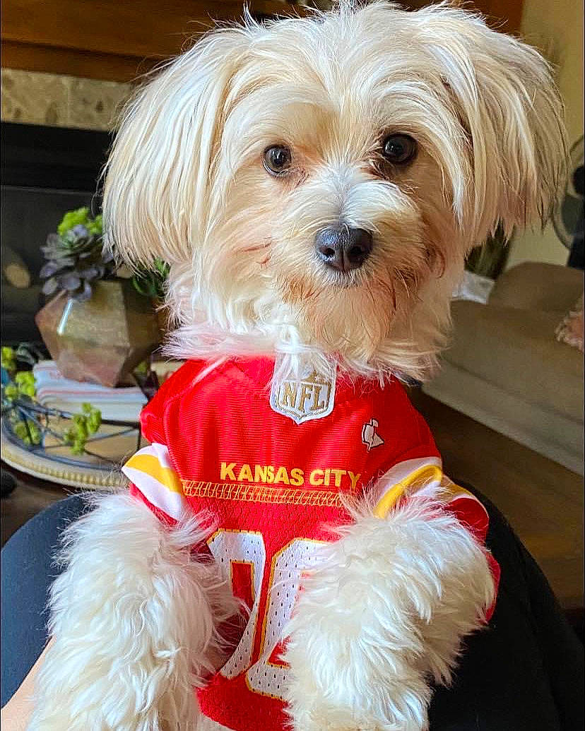 Mitzi is registered to the contest to win money with this photo: canidae, carnivore, companion_dog, dog, dog_breed, dog_clothes, dog_supply, event, firefighter, flowerpot, fur, houseplant, maltepoo, plant, small_terrier, sporting_group, terrier, toy_dog, working_animal, yorkipoo