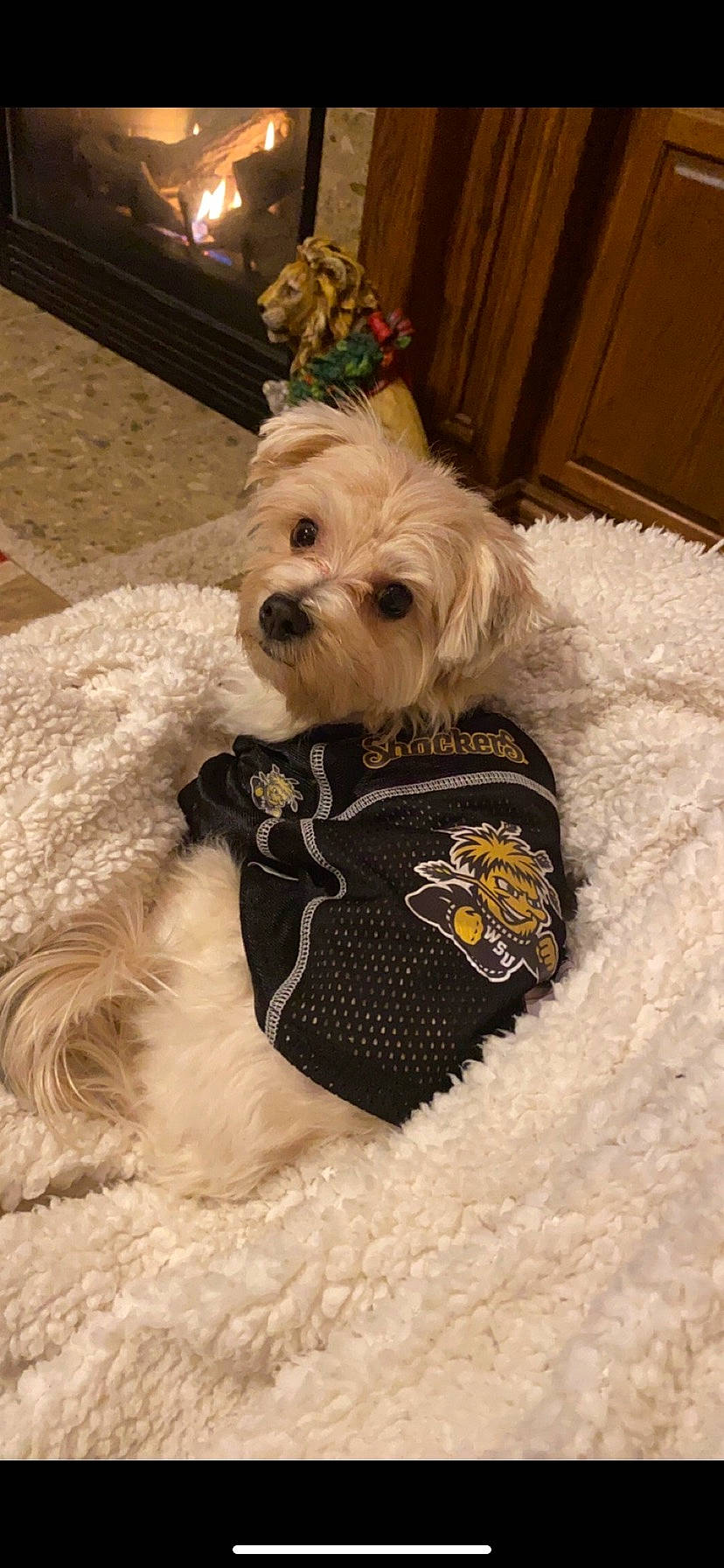 Mitzi is registered to the contest to win money with this photo: carnivore, comfort, companion_dog, dog, dog_breed, dog_clothes, dog_collar, dog_supply, fawn, fur, labradoodle, pet_supply, small_terrier, snout, sporting_group, terrier, toy_dog, wood, working_animal, yorkipoo