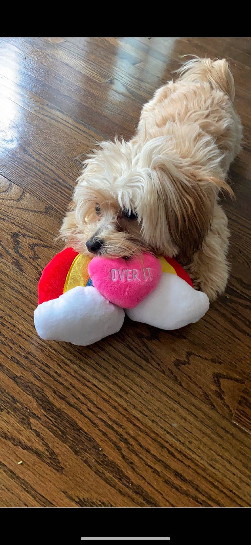 Mitzi joined the competition — help win amazing prizes! canidae, carnivore, companion_dog, dog, dog_breed, dog_clothes, dog_collar, dog_supply, fur, hardwood, pet_supply, small_terrier, snout, sporting_group, toy, toy_dog, varnish, wood, wood_stain, working_animal